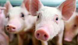 政策熨平猪周期，四大猪企境遇大不同