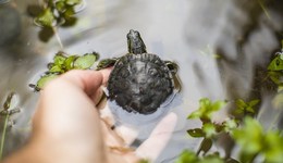 地方新聞精選 | 廣州：擅自放生野生動物最高或罰5萬 北京：英語四六級筆試延期