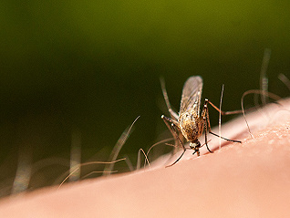 【观察】多地疾控密集发布提醒：警惕输入性疟疾