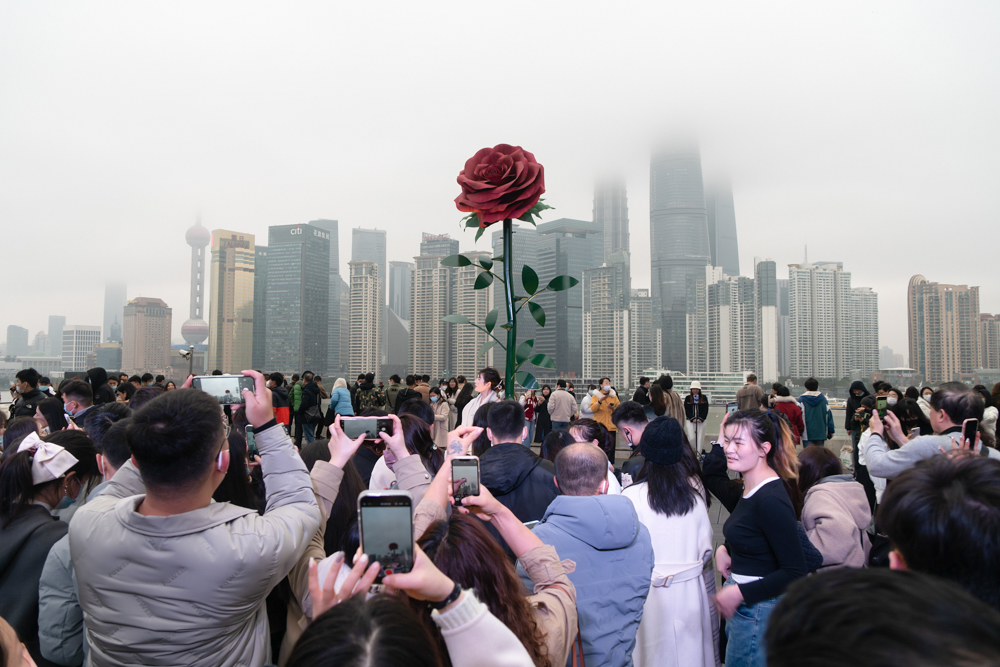【图集】巨型玫瑰亮相各地，花卉产业热恋情人节