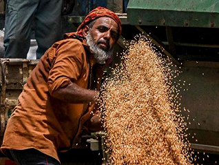 印度遭遇百年最热2月，小麦、棉花、菜籽油等大宗农产品减产