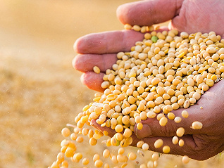 中储粮提价收购国产大豆，推进大豆种植及油料产能提升
