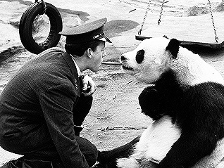 【圖集】從“蘇琳”到“小奇跡”：這些年，旅居海外的大熊貓