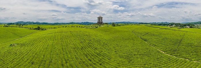 376814-2021年7月16日，在贵州省遵义市湄潭县永兴镇拍摄的湄潭万亩茶海（无人机照片）。.jpg