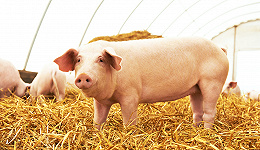 猪价持续磨底，“养猪一哥”牧原股份卖一头猪亏超150元，拐点何时来临？