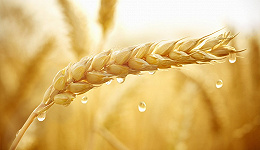 农业农村部回应夏粮减产：不会对粮食市场产生大的冲击
