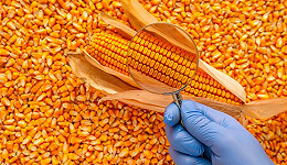2023年试点扩至5省区20个县，转基因玉米大豆正加快产业化