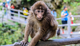 有游客催峨眉山猴子“上班”，景区呼吁科学赏猴