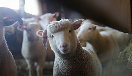 市场规模超4000亿，为什么养羊跑不出大公司？