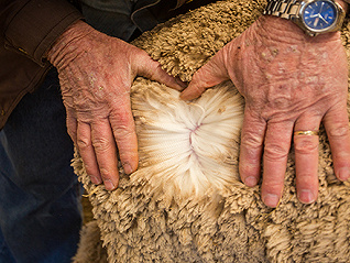 南非羊毛禁令解除，最大羊毛产品集散地张家港进口量大增