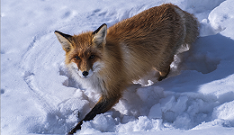 喀纳斯景区网红小狐狸去世，疑因游客投喂