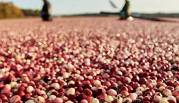 尔滨回赠的蔓越莓，略小于一部东北农业结构调整史