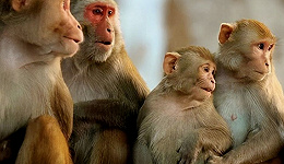 高瓴投的“实验猴”，启动IPO了