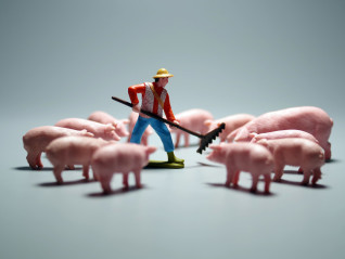 农业农村部再发生猪产能调整方案，专家：2024年猪价仍不太乐观