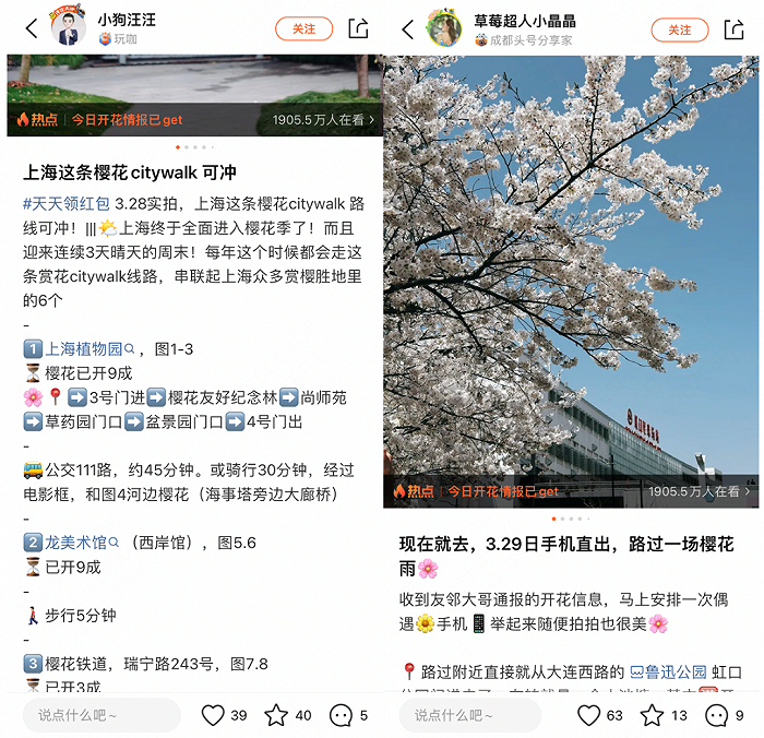 清明赏花正当时，上海市气象局联手大众点评实时播报“赏花情报”