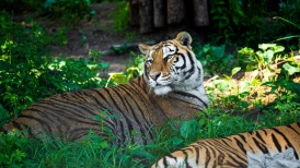 法治面 | 动物园20只东北虎死亡，谁该担责？