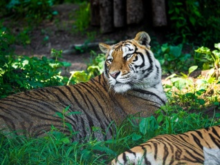 法治面 | 动物园20只东北虎死亡，谁该担责？