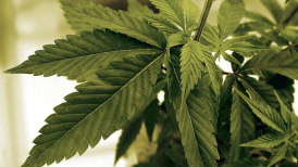 美国政府拟放松对大麻管制，有何影响？