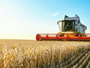 今年干旱对小麦价格有何影响？