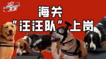 時隔四年重新回歸！15只海關工作犬通過考核，7月即將上崗