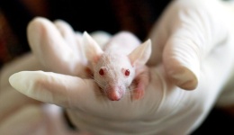 中国小鼠，正在为世界试药