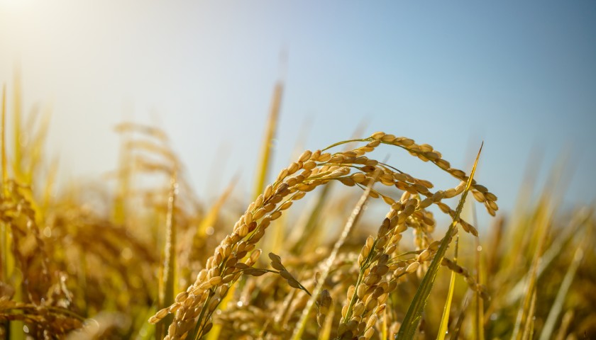 直通部委 | 今年粮食收购超过8000亿斤 全国职工医保个人账户共济范围已扩至近亲属|界面新闻 · 中国