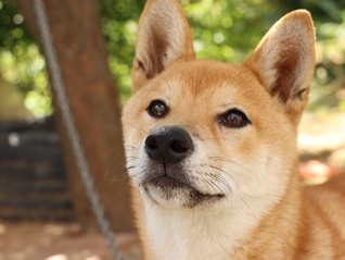 地方新闻精选 | 广州将中华田园犬移出禁养名录 黑龙江饶河发现野生东北虎足迹