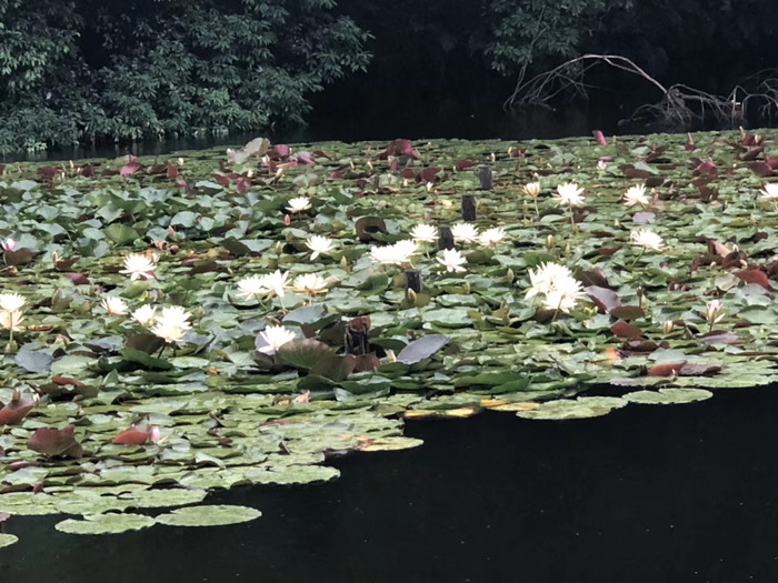 花开之处，便是故地 · 旅行