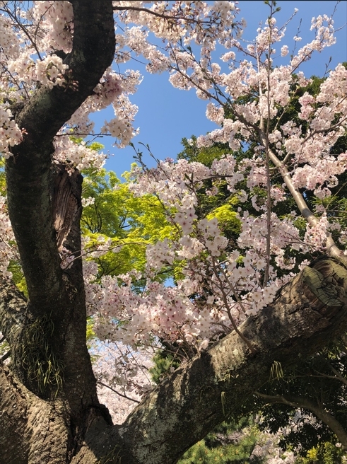 唯客:花开之处，便是故地 · 旅行-唯客交易所下载app