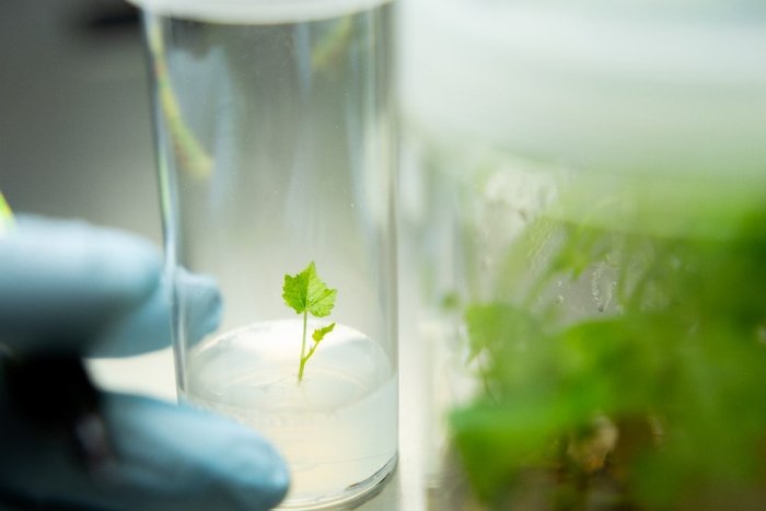 A plant in a test tubeDescription automatically generated