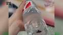 瓶装水未开封底部现异物，娃哈哈：初步排除生产问题