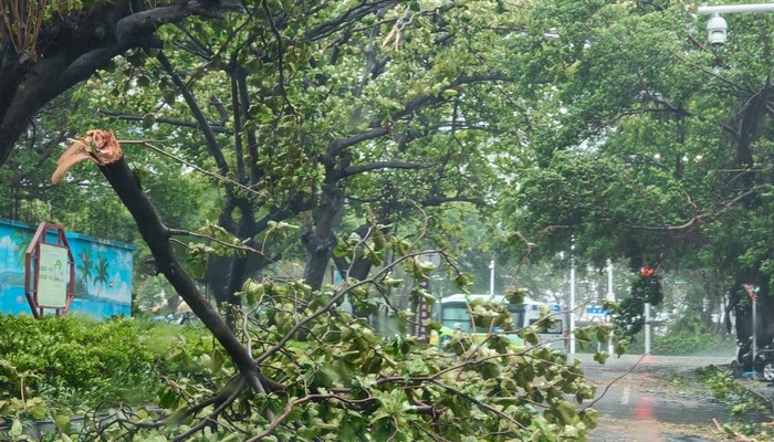树木倒伏、车辆被砸,台风“蝴蝶”携强降雨影响华南