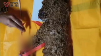 哈啰宠物快车小狗被关后备箱闷死