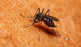 广东基孔肯雅热新增个案近两周持续下降，江门单日病例降至50例左右