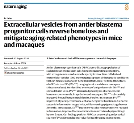 千年鹿茸滋补智慧“撞上”现代科研:解锁抗衰神经保护新密钥 千年鹿茸滋补智慧“撞上”现代科研:解锁抗衰神经保护新密钥