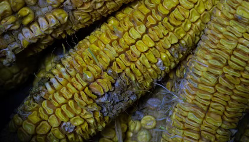 应急管理部：10月河南等地秋收受阻，13.3万人需紧急救助