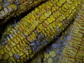 应急管理部：10月河南等地秋收受阻，13.3万人需紧急救助