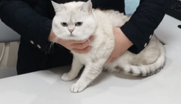 当毛孩子开始老去：3000万老年宠物的照护困境与市场蓝海