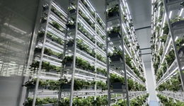长三角地区规模最大数智植物工厂今日投用，其生产能力达传统地栽近30倍