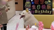 深圳一海底捞给宠物狗过生日引争议