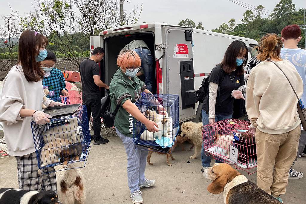 北京首例宠物投毒刑案宣判,“反虐待动物”下一步能走向哪?