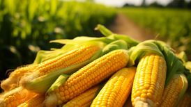 直通部委|今年全国粮食产量再超1.4万亿斤 高速公路浓雾结冰风险地图发布