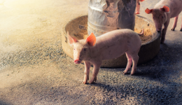 生猪期货盘中一度涨停，畜牧养殖ETF(516670)收跌0.54%，机构：产能去化或进入加速阶段