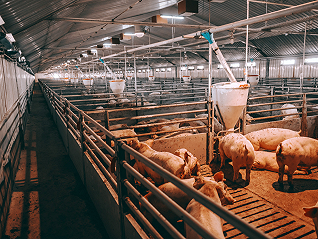 生猪养殖行业安全边际较高，畜牧ETF(159867)盘中上涨2.11%