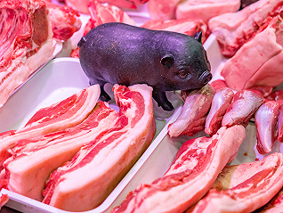 【深度】豬市大磨底：豬企產能擴張失速，養殖戶和上市公司苦熬