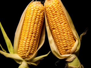 首批转基因玉米大豆种子生产经营许可证发放，多家上市公司受益