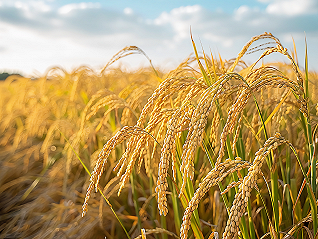 农药龙头安道麦去年亏损16.06亿元，2024年植保市场有望温和增长
