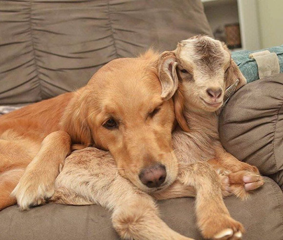 狗和羊的合影图片图片