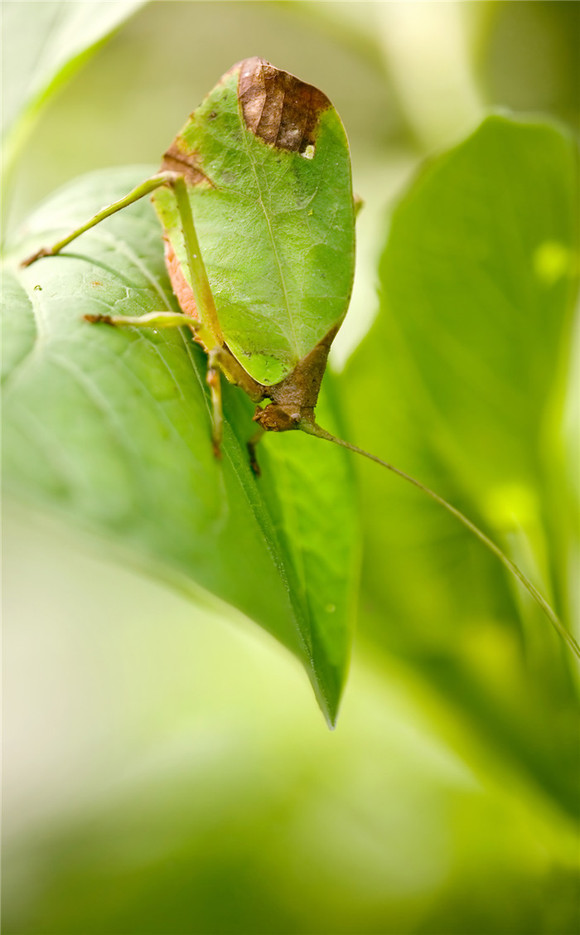 叶螽(leaf katydid)