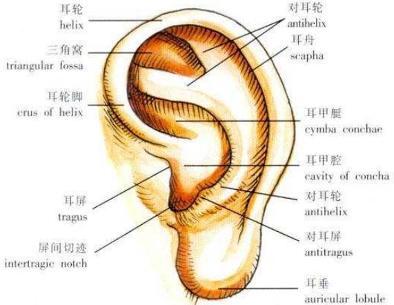 耳饰结构图解图片